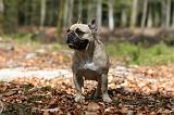 BOULEDOGUE FRANCAIS 1113